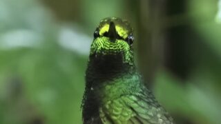 フチオハチドリ