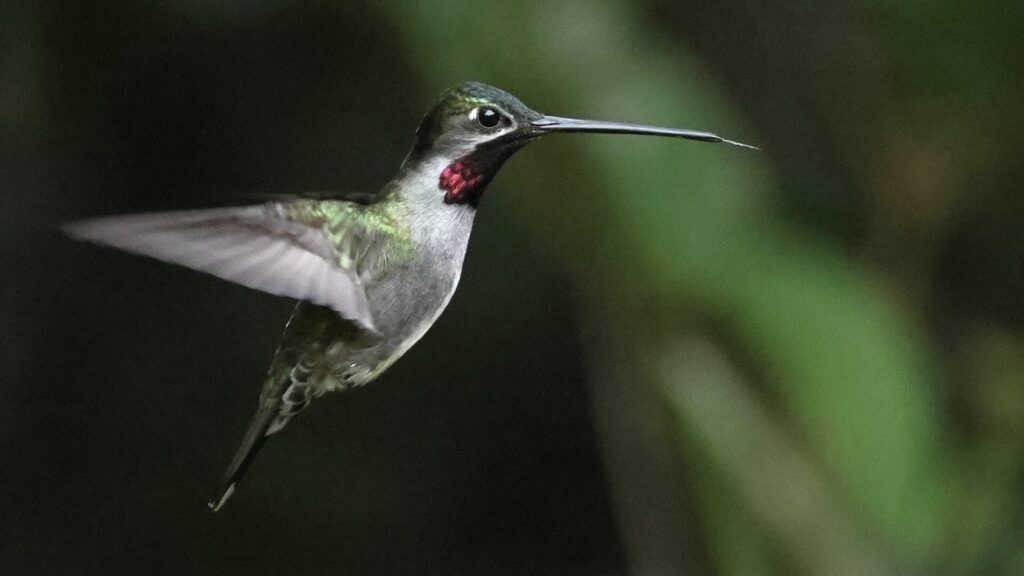 ホバリングするハシナガハチドリ