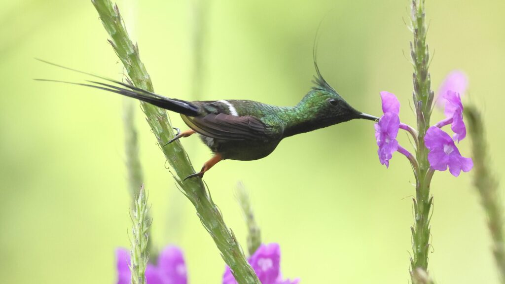 草にとまりながらマゼンタ色の花の蜜を飲むカンムリトゲオハチドリのオス