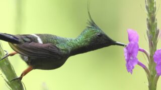 カンムリトゲオハチドリ