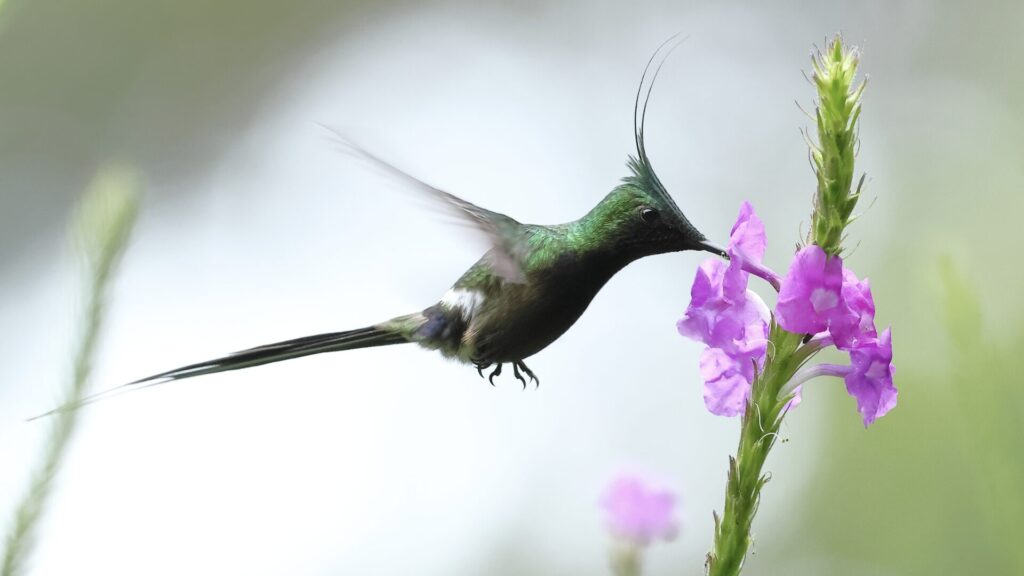 ホバリングしながらマゼンタ色の花の蜜を飲むカンムリトゲオハチドリのオス